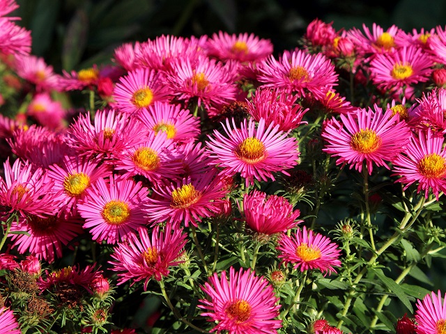 blooming autumn aster CNYHNE blooming autumn aster